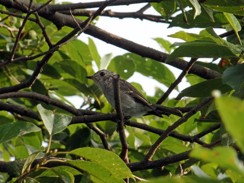 ウトナイ湖で鳥見　＆　やっぱり大好き！「むぅちゃん」_d0316387_20580860.jpg