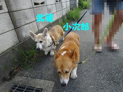 これしか方法がない_e0222588_17332863.jpg