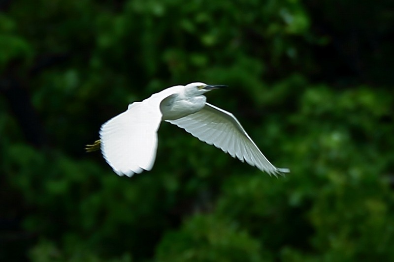 つよし　幻の「白鷺」 竹生島白鷺幻想 マツシマススム