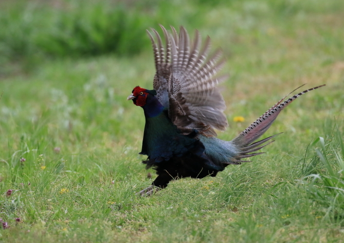 牧草地に現れた野鳥_d0334006_20021581.jpg