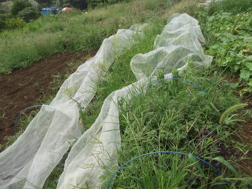 秋冬野菜..気合を入れないと!_b0137932_1374998.jpg