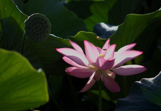 蓮花寺池公園のハス_c0309734_05165357.jpg