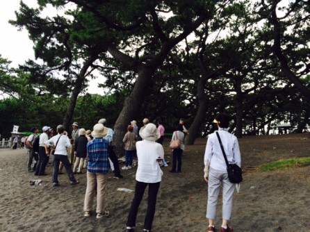 15前期 みどり学(フレッシュ)講座 登呂遺跡と三保松原野外学習 _e0211937_1620315.jpg