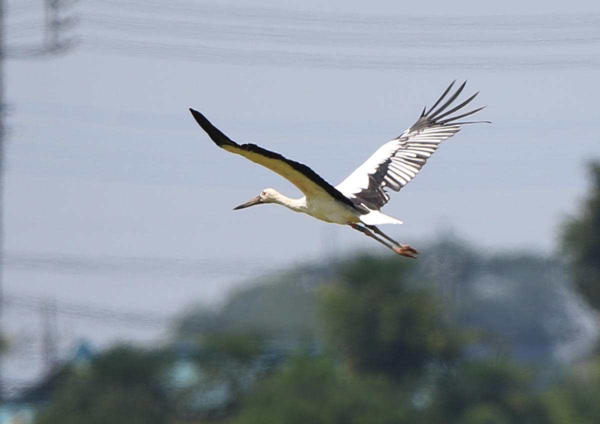 初見初撮り　コウノトリ_c0304040_23133083.jpg