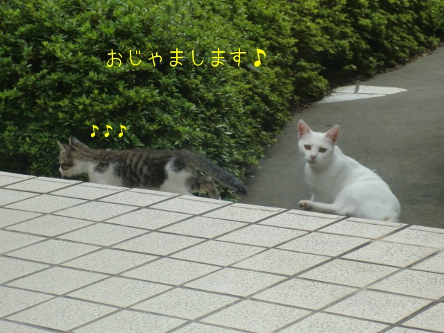 しとしとぴっちゃん しとぴっちゃん 子連れ猫 むぎとあずきと三兄弟 1 しとしとぴっちゃん しとぴっちゃん 子連れ猫 むぎとあずきと三兄弟 1
