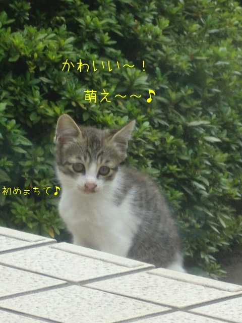 しとしとぴっちゃん しとぴっちゃん 子連れ猫 むぎとあずきと三兄弟 1 しとしとぴっちゃん しとぴっちゃん 子連れ猫 むぎとあずきと三兄弟 1