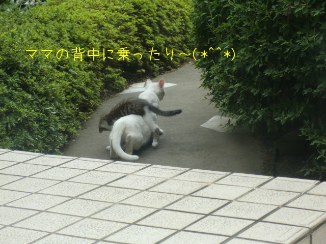 しとしとぴっちゃん しとぴっちゃん 子連れ猫 むぎとあずきと三兄弟 1 しとしとぴっちゃん しとぴっちゃん 子連れ猫 むぎとあずきと三兄弟 1