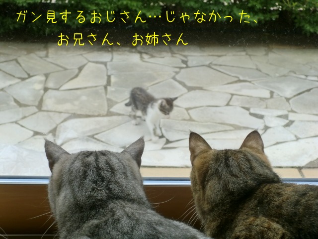 しとしとぴっちゃん しとぴっちゃん 子連れ猫 むぎとあずきと三兄弟 1 しとしとぴっちゃん しとぴっちゃん 子連れ猫 むぎとあずきと三兄弟 1