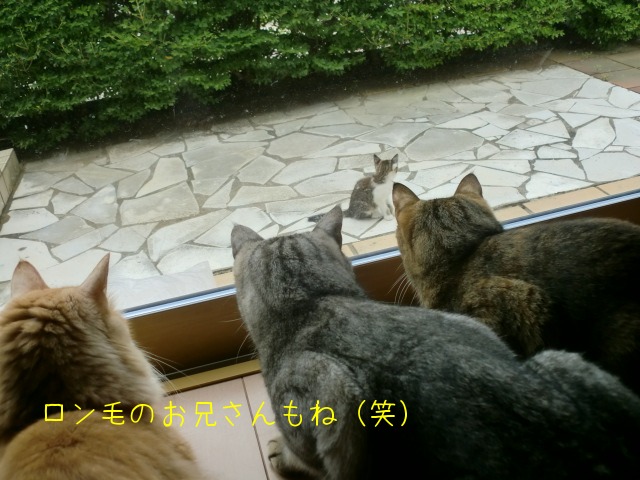 しとしとぴっちゃん しとぴっちゃん 子連れ猫 むぎとあずきと三兄弟 1 しとしとぴっちゃん しとぴっちゃん 子連れ猫 むぎとあずきと三兄弟 1