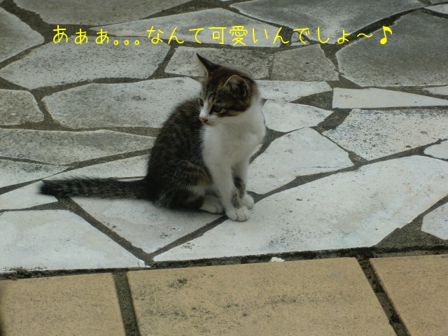 しとしとぴっちゃん しとぴっちゃん 子連れ猫 むぎとあずきと三兄弟 1 しとしとぴっちゃん しとぴっちゃん 子連れ猫 むぎとあずきと三兄弟 1