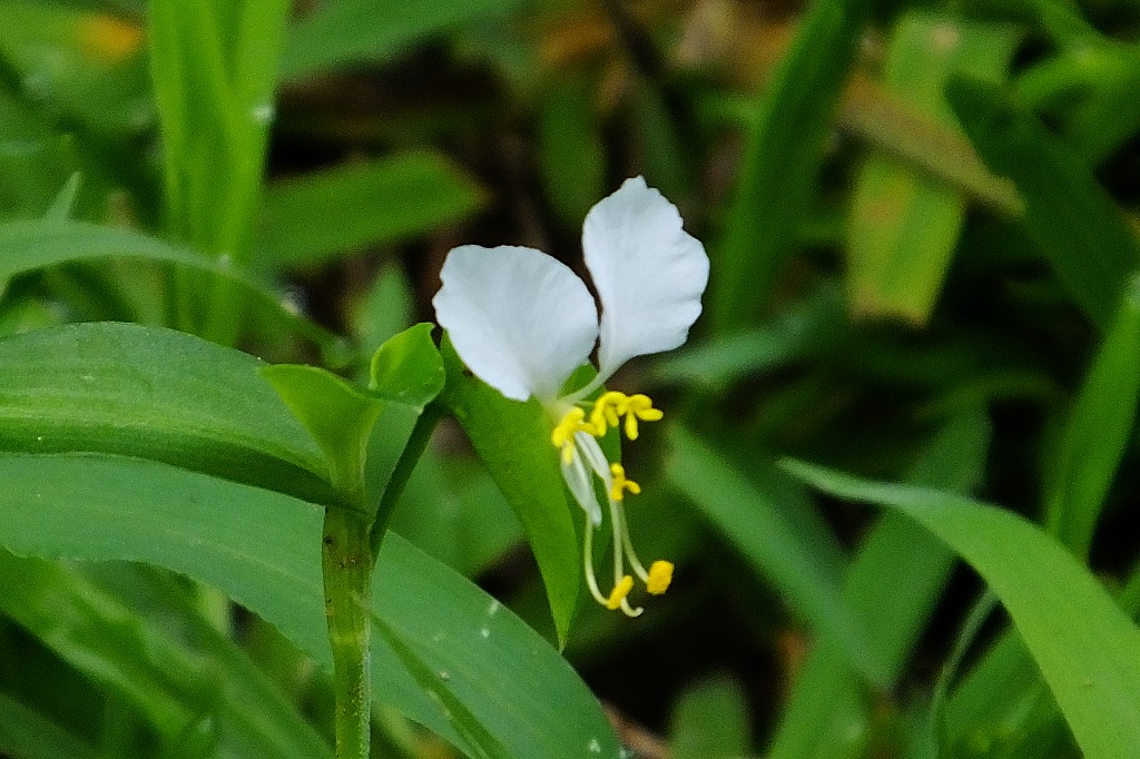 発見！　白花のツユクサ、他　　　　_b0236251_11201251.jpg