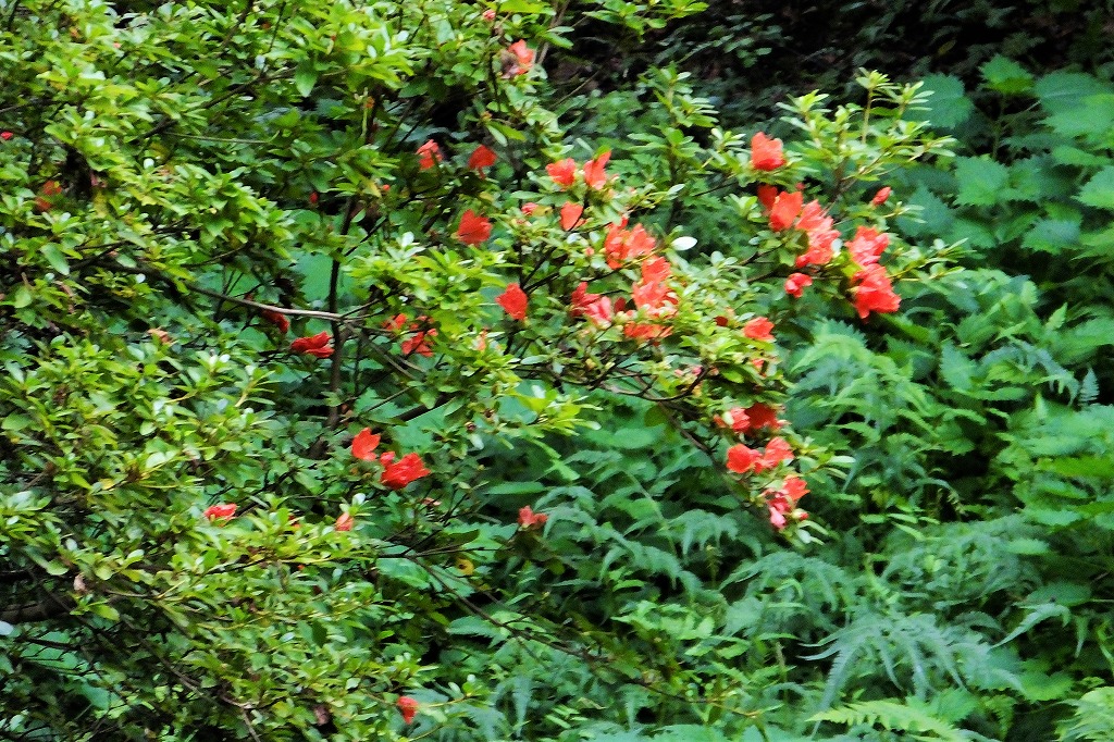 発見！　白花のツユクサ、他　　　　_b0236251_11313785.jpg