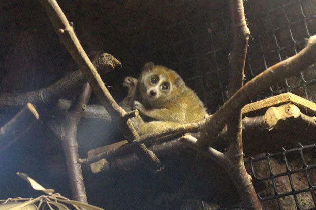 真夏の夜の動物園～モモンガ！_e0294253_18222713.jpg