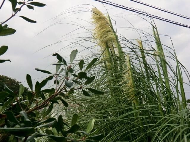 a0134568_14594175.jpg