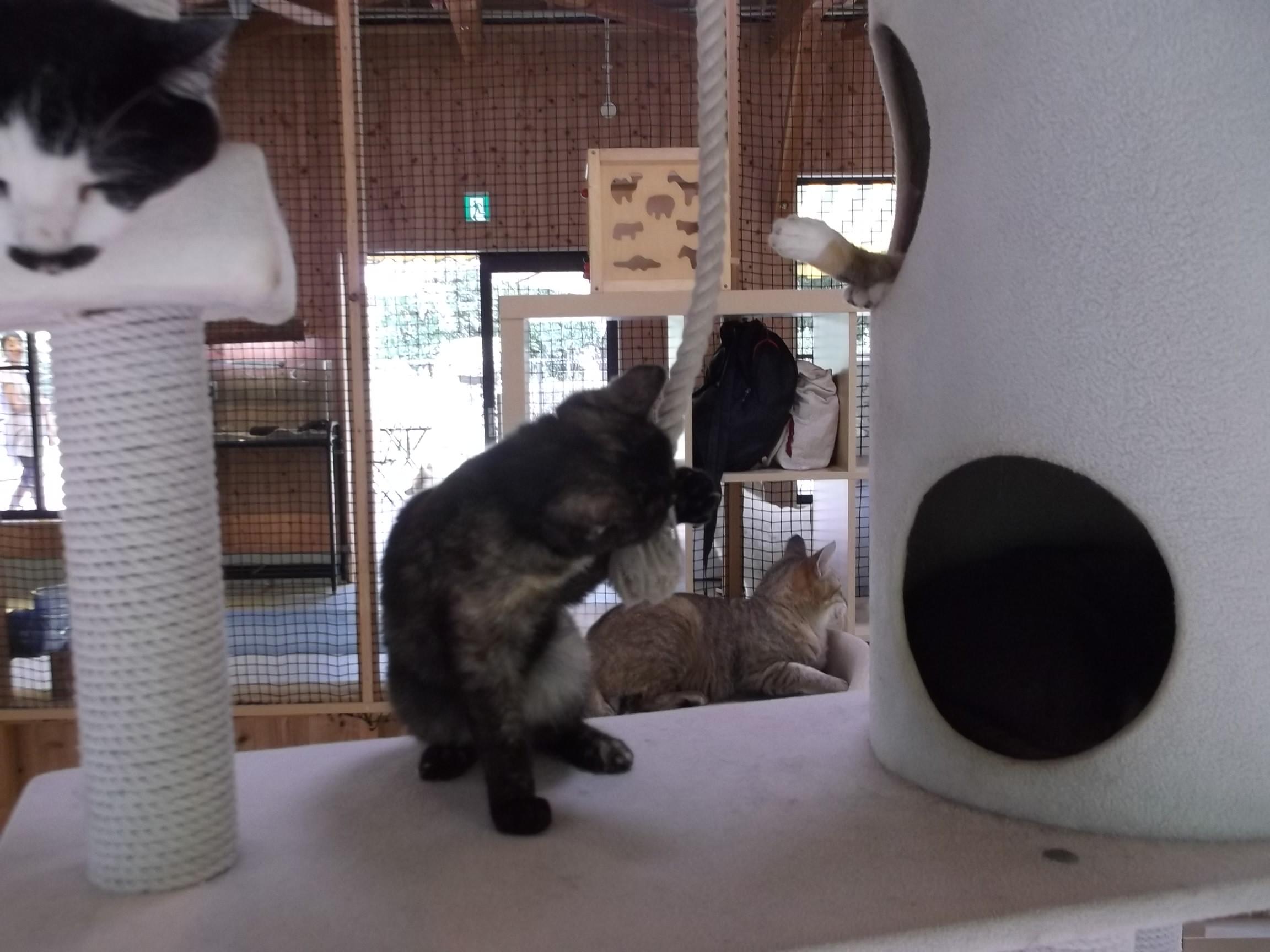 アメトーーク 猫メロメロ芸人 ネコと文学と猫ブンガク アメトーーク 猫メロメロ芸人 ネコと文学と猫ブンガク