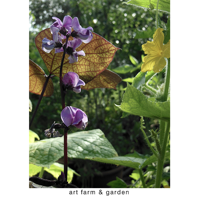 エディブルフラワー ルビームーン アート農場と庭 の植物達 アート農場と庭