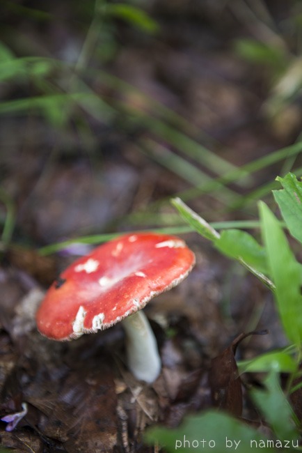 東北その4（宮沢賢治の山野草園）_b0280176_15391173.jpg