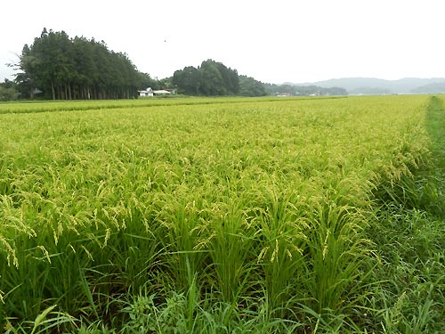 8月21日の田んぼ(目黒角田絆交流田)_d0247484_831136.jpg