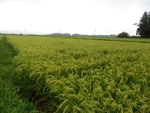 8月21日の田んぼ(目黒角田絆交流田)_d0247484_8321363.jpg