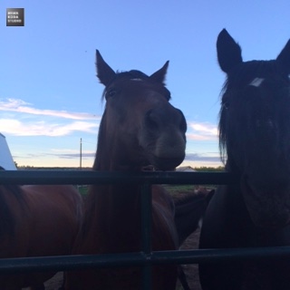 August 25, 2015 農場 Farm_a0307186_7285257.jpg