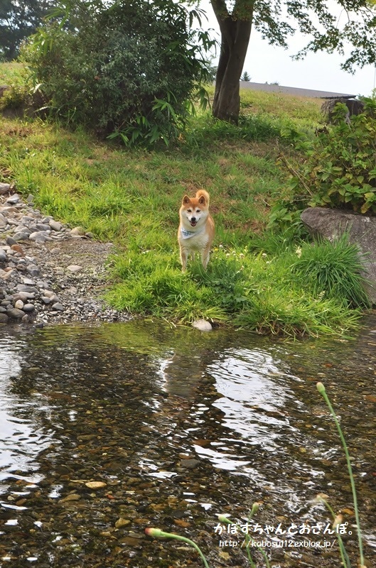 安曇野っ子ノアちゃん②（戸隠2015）_a0126590_12533102.jpg