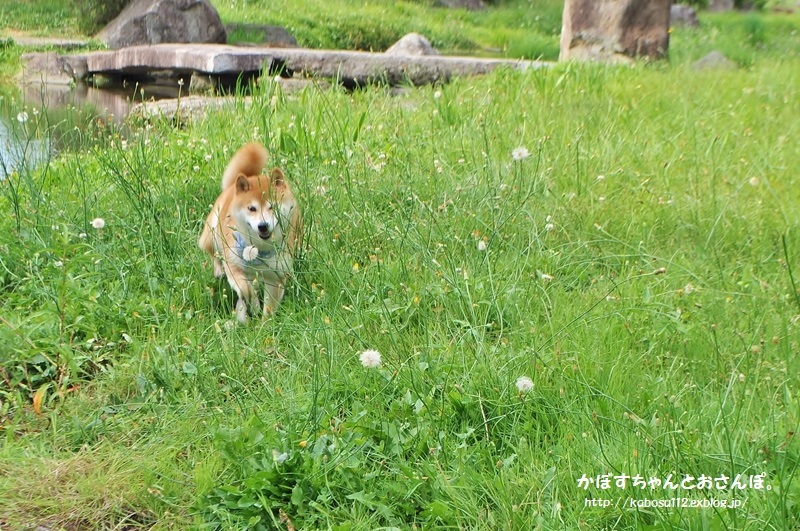 安曇野っ子ノアちゃん②（戸隠2015）_a0126590_12552308.jpg