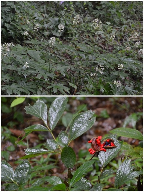赤城自然園 8月23日_c0124100_17351555.jpg