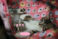 里親さま募集中 ☆ すもも_f0242002_14455895.jpg