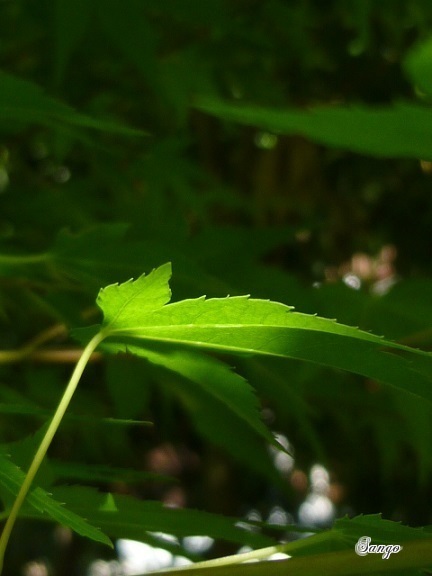 Silence_c0351306_09072138.jpg