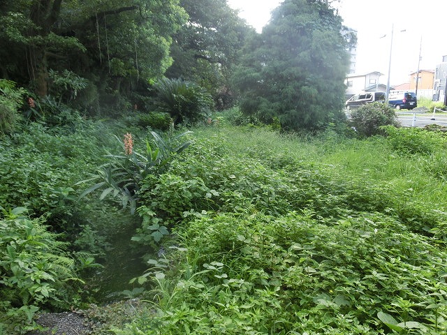 ジャングルが草刈り・枝打ちでスッキリ　田宿川の井出緑地_f0141310_7475822.jpg