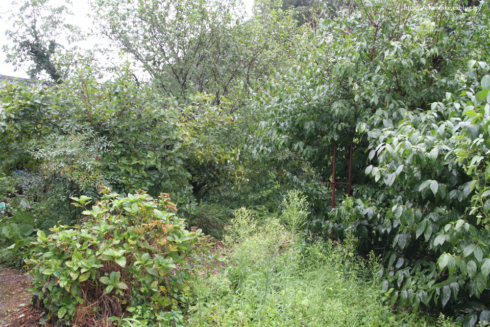 c0189013_6561119.jpg