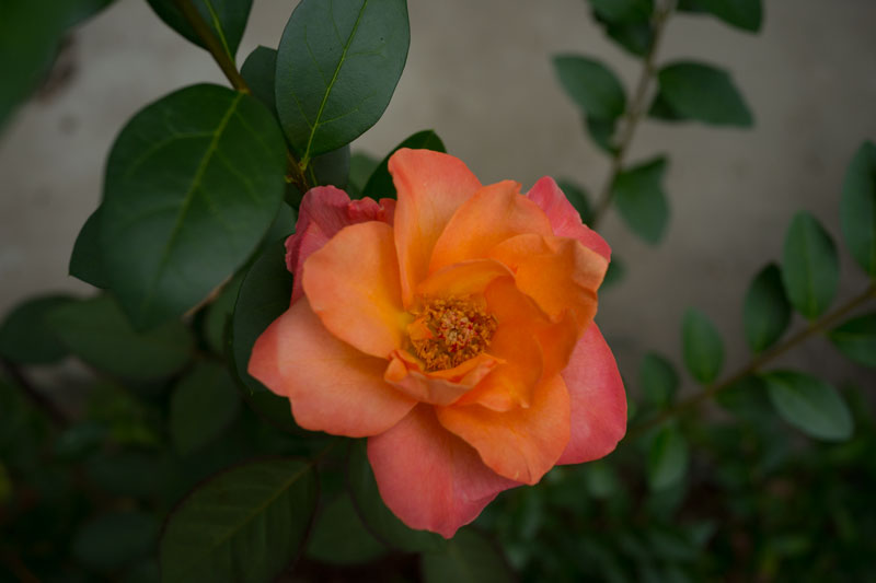 a0278914_10342499.jpg