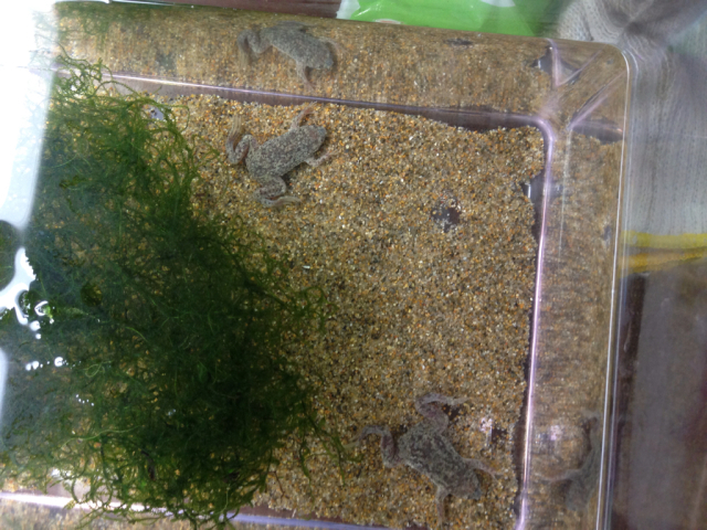 ぴぱ どようさんのオケラみち