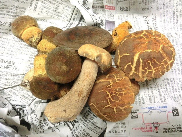 きのこ!_e0355740_19015240.jpg