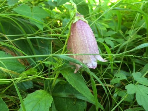 花たち_c0369344_10383216.jpg