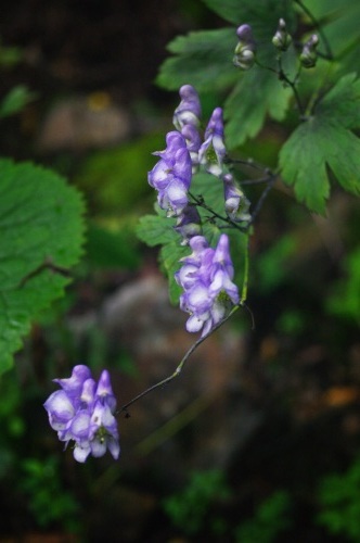 花たち_c0369344_10393633.jpg