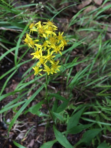 花たち_c0369344_10413721.jpg