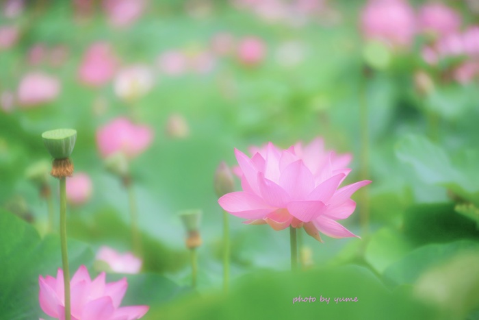 Lotus　１_a0322950_1622312.jpg