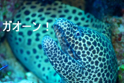 8月25日 ダンヌドロップ・久部良バリ_d0113459_17562591.jpg