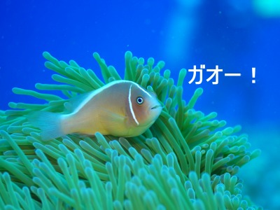 8月25日 ダンヌドロップ・久部良バリ_d0113459_1851649.jpg