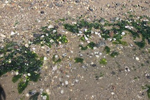 f0063659_524611.jpg
