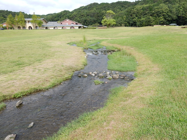 ’15,8,25(火)セミの絞り鳴き!_f0060461_13295293.jpg