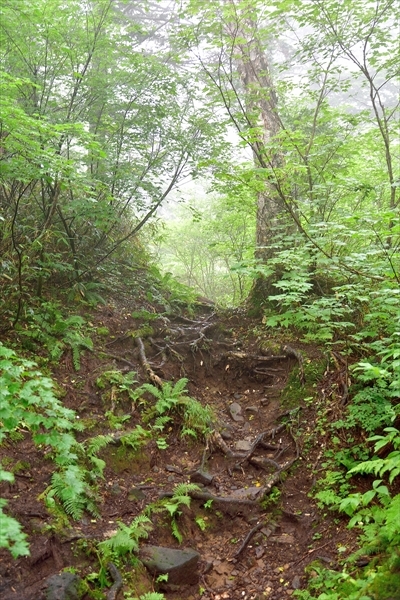 平山でナキウサギ*_b0281366_11314599.jpg