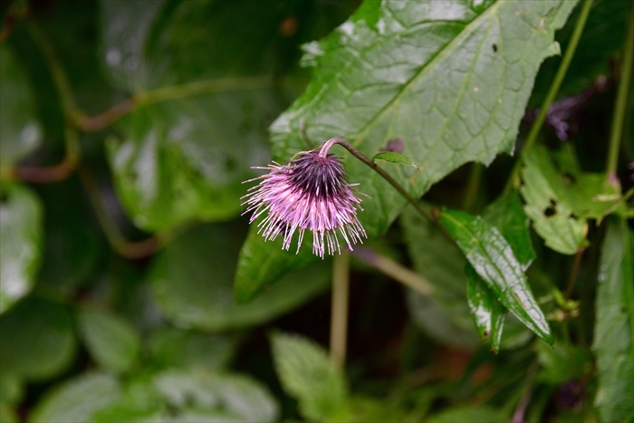 b0281366_11464349.jpg