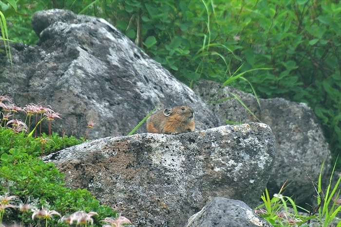 平山でナキウサギ*_b0281366_13472989.jpg