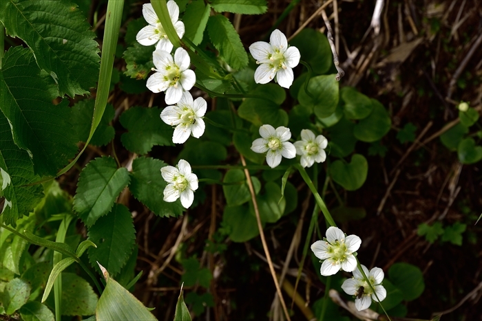 b0281366_13492979.jpg