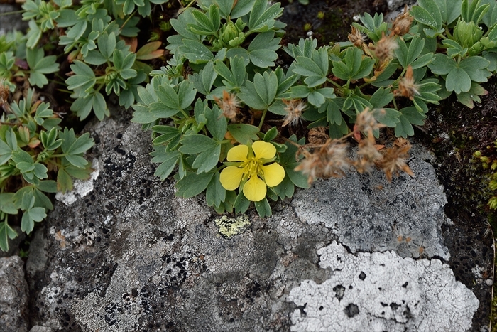 平山でナキウサギ*_b0281366_13560465.jpg