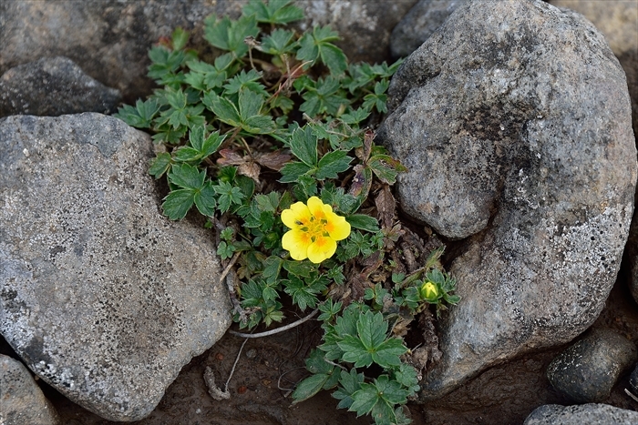 平山でナキウサギ*_b0281366_14134136.jpg