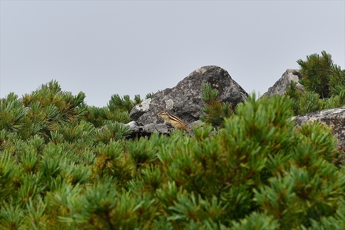 平山でナキウサギ*_b0281366_14231905.jpg