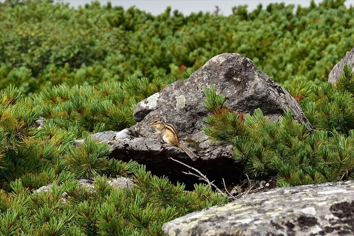 平山でナキウサギ*_b0281366_14232521.jpg